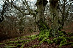 Fagus Halloh II