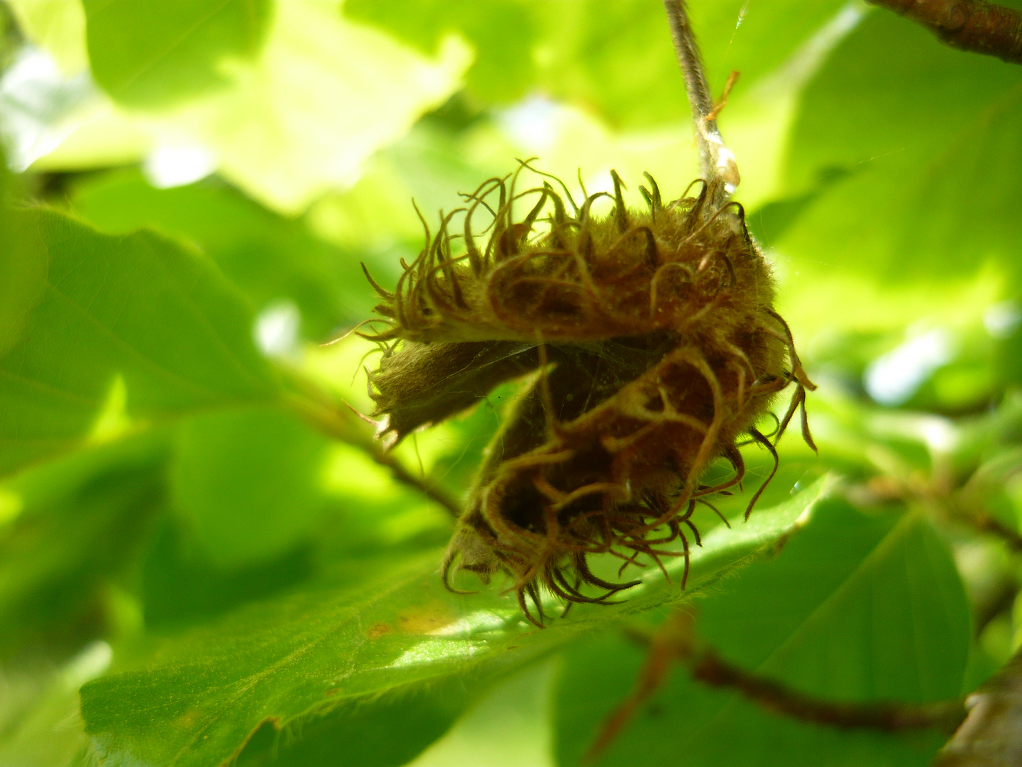 Fagus sylvatica