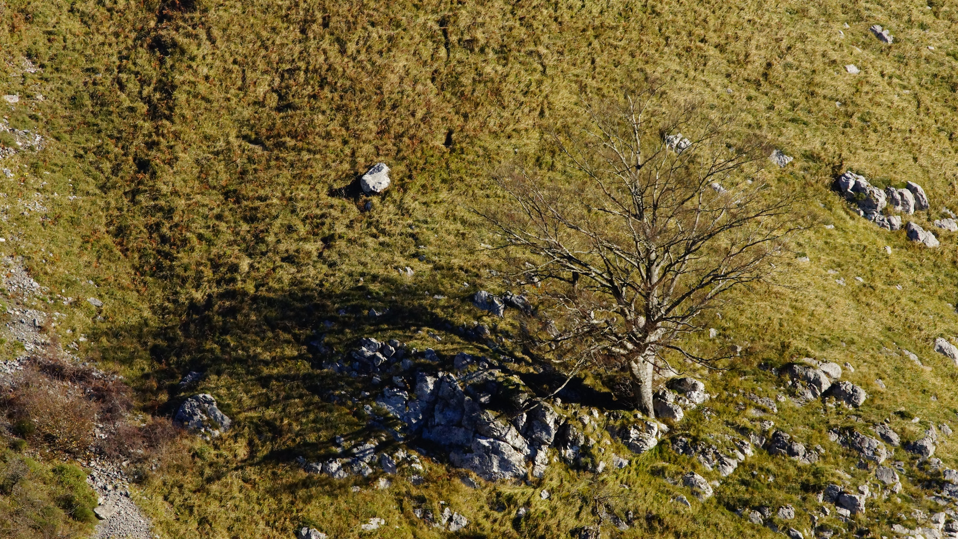 Fagus sylvatica isolé