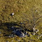 Fagus sylvatica isolé