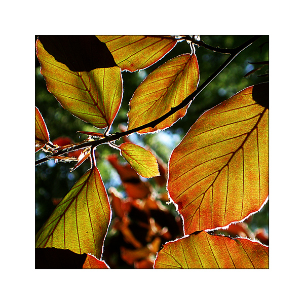 fagus sylvatica purpurea