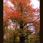 Fagus sylvatica / Rot-Buche