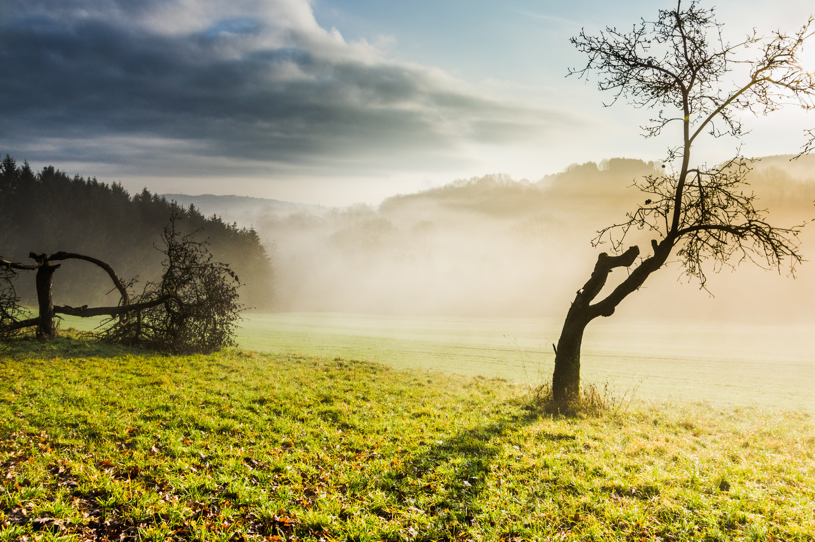 Fahl gelbes Licht Foto & Bild | natur, herbst, landschaft Bilder auf