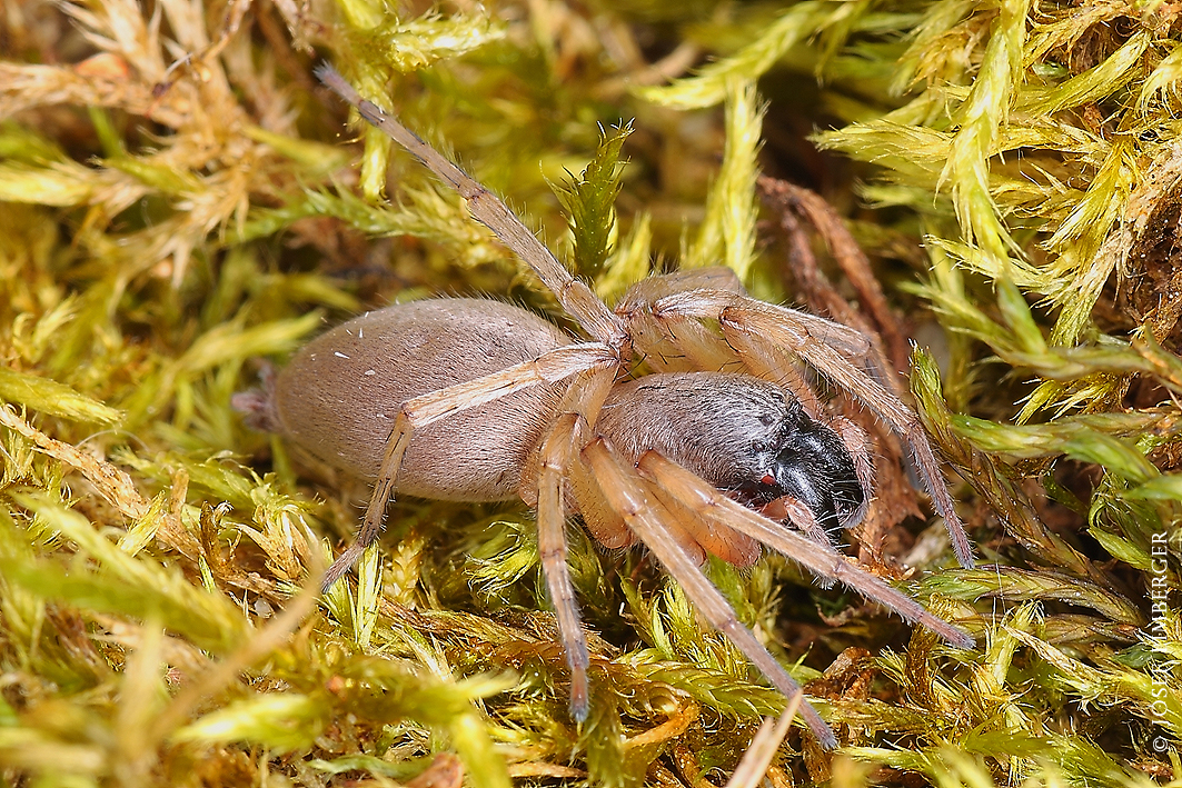  Fahle Sackspinne (Clubiona diversa Copyright Josef Limberger 