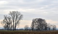 Fahles Licht heute...