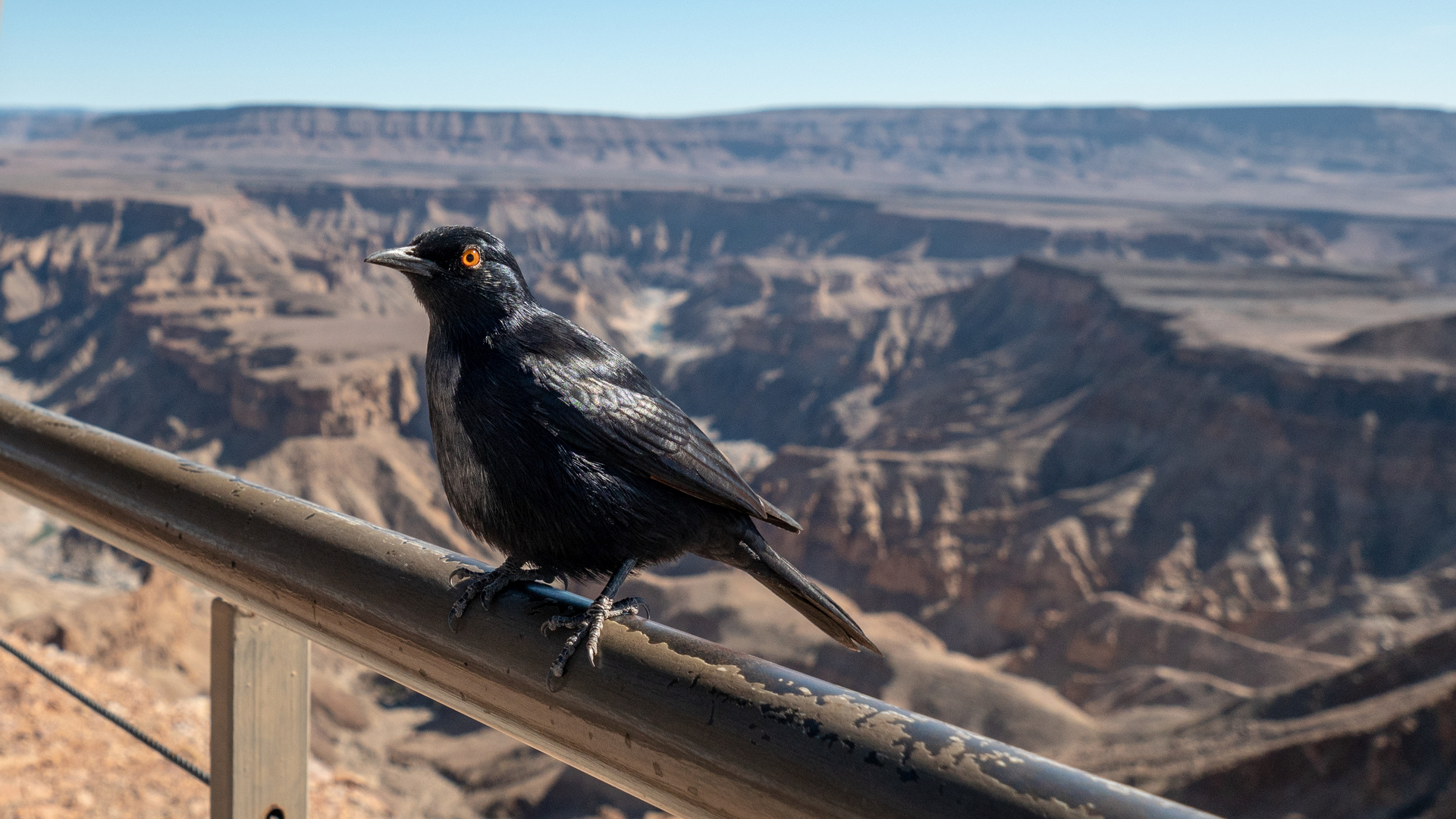 Fahlflügelstar vor Fish River Canyon