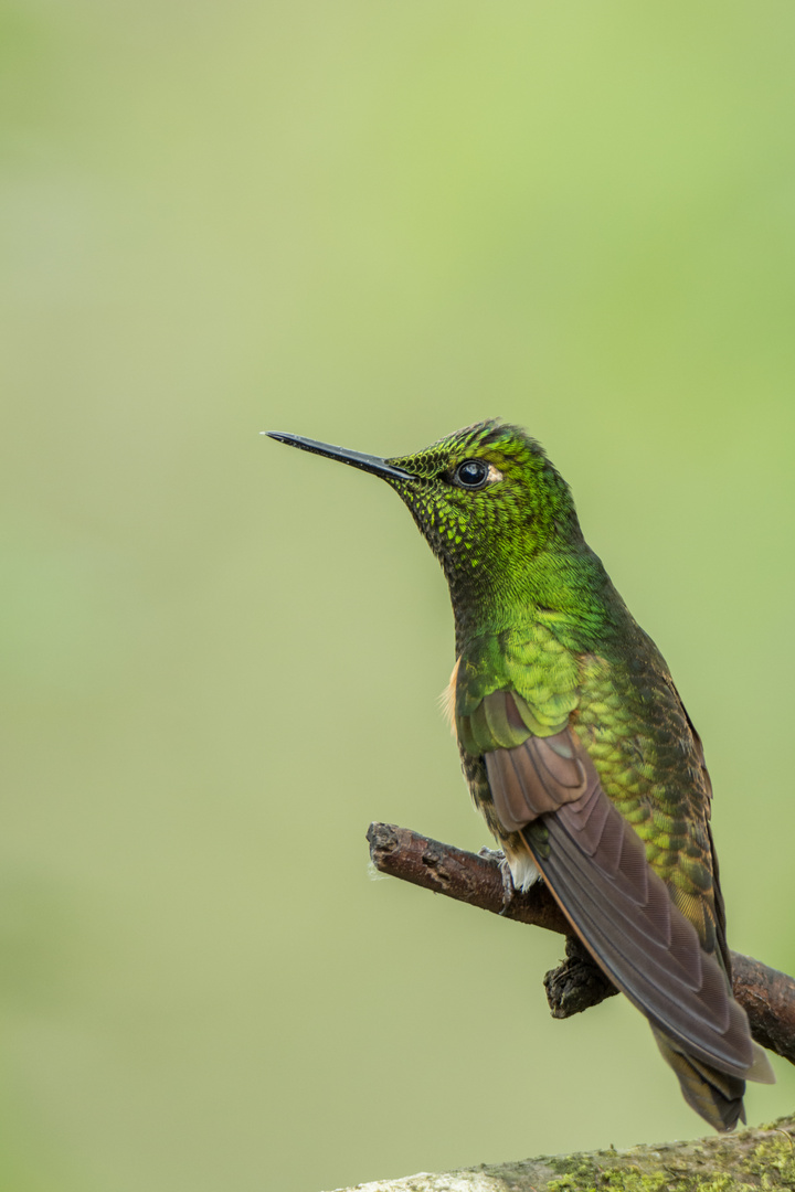 Fahlschwanzkolibri (Boissonneaua flavescens), Tandayapa, Ecuador