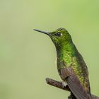 Fahlschwanzkolibri (Boissonneaua flavescens), Tandayapa, Ecuador