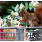 Fahndungsaufruf in Mittelfranken!!!