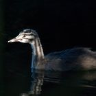 Fahndungsfoto : Gesucht wird der junge H. Haubentaucher 