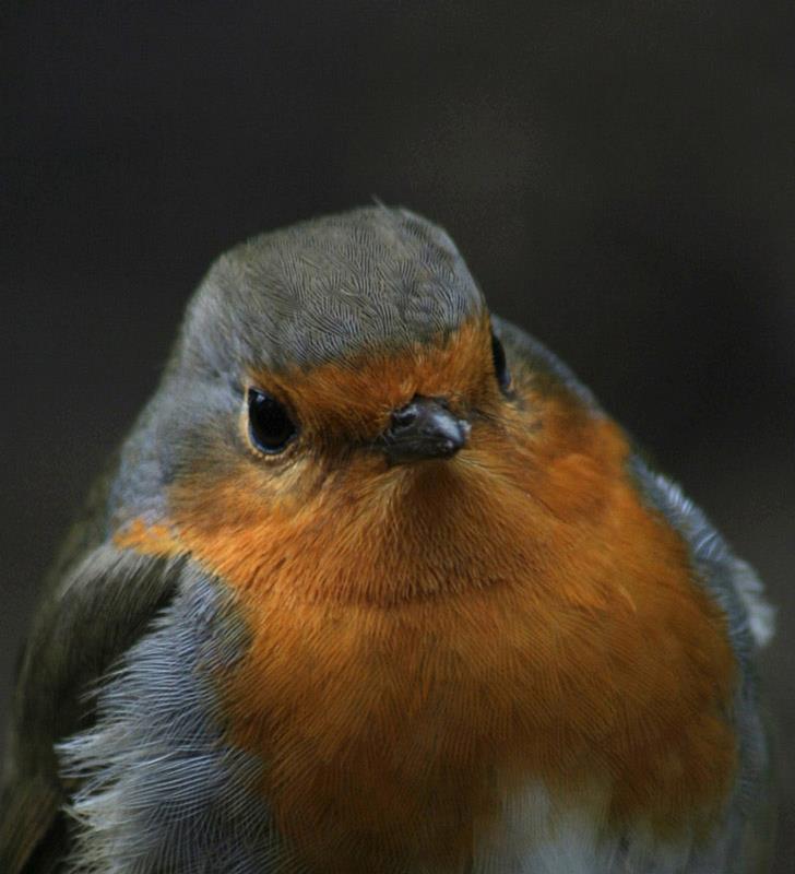 fahndungsfoto... gesucht wird : eins der schönsten singvögel in unserem ländle