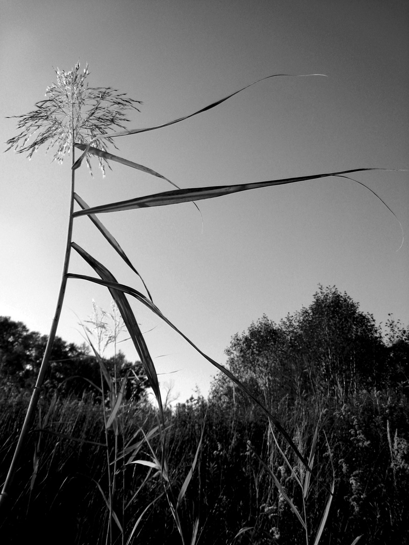 Fahnen im Wind...