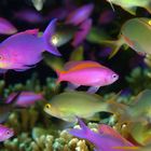 Fahnenbarsch (Anthias)