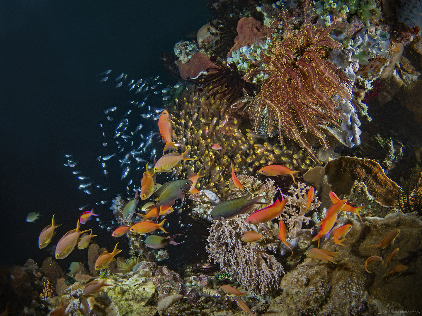 Fahnenbarsche und Glasfische im Korallenriff