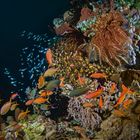 Fahnenbarsche und Glasfische im Korallenriff