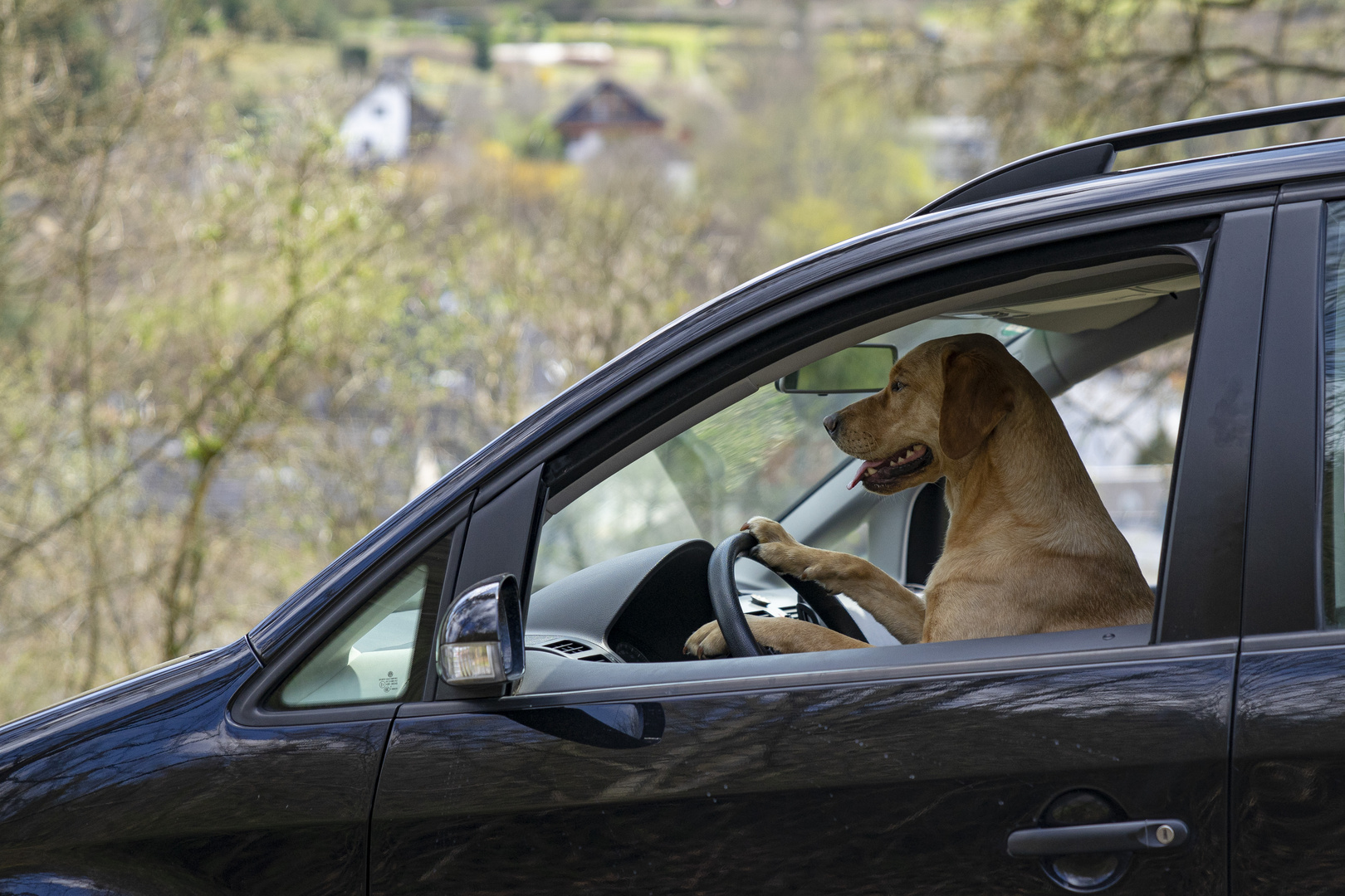 Fahr zu du Hund