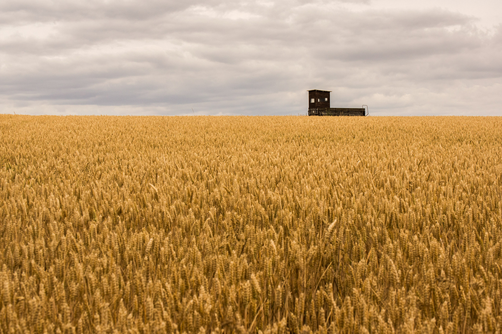 (Fahrbarer) Schießstand im Kornfeld