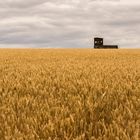 (Fahrbarer) Schießstand im Kornfeld