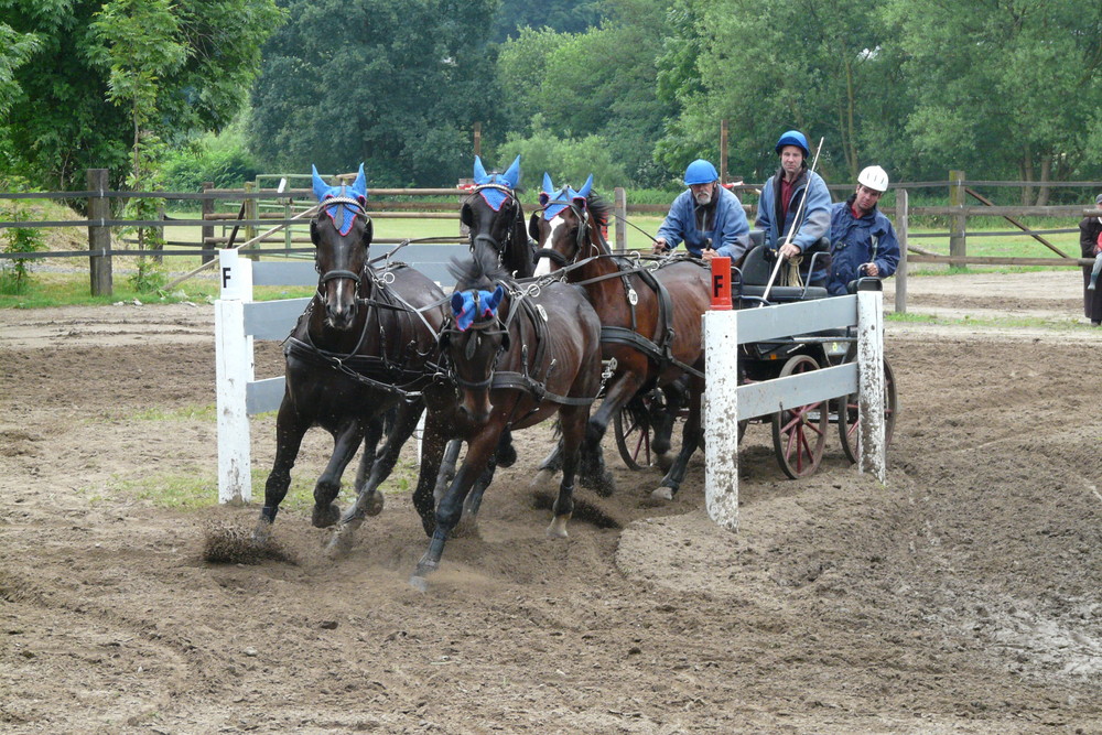 Fahren mit Pferden