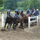 Fahren mit Pferden