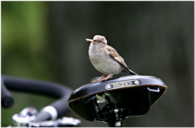 Fahrrad Diebe haben kurze Beine.