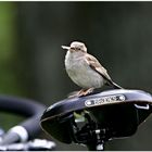 Fahrrad Diebe haben kurze Beine.