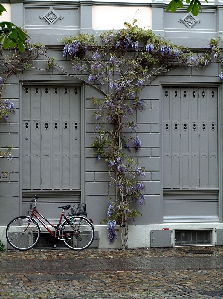 Fahrrad / Glyzinie