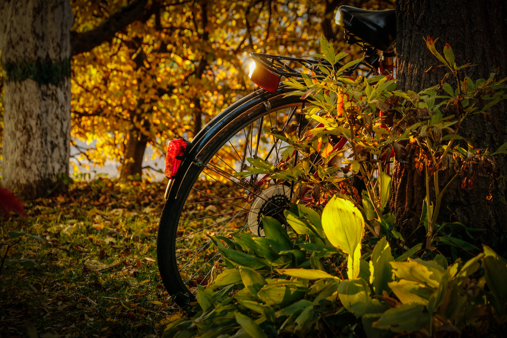 Fahrrad Herbst