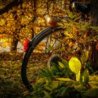 Fahrrad Herbst