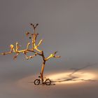 Fahrrad im Abendlicht am Traubenbaum...