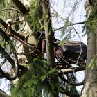 Fahrrad im Baum