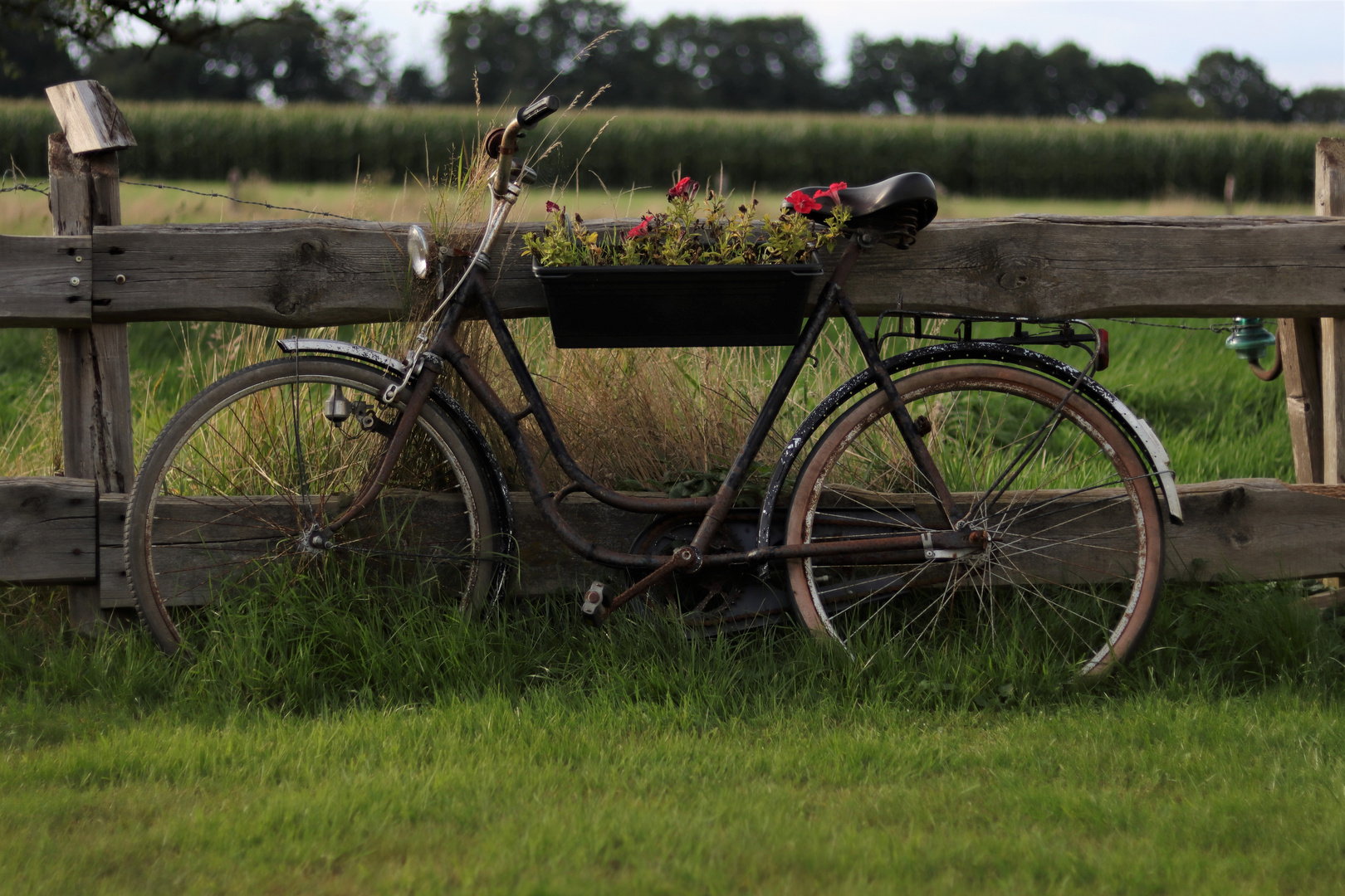 Fahrrad im Garten