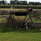 Fahrrad im Garten