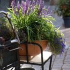 Fahrrad mit Blumen