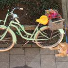 Fahrrad mit Herz und Hund