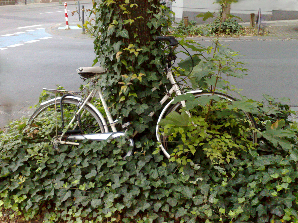 Fahrrad und Natur