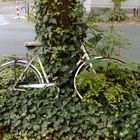 Fahrrad und Natur