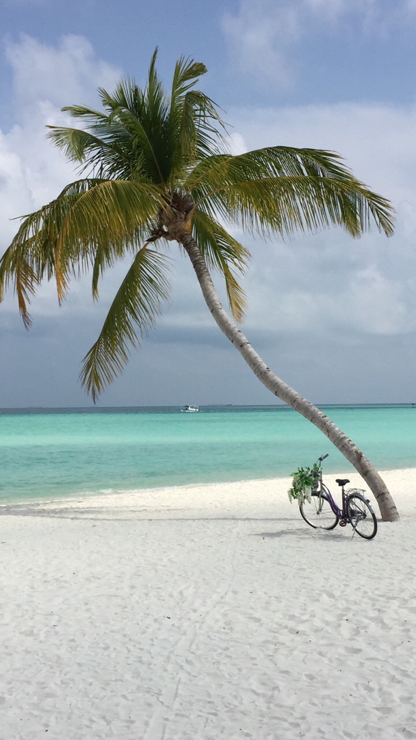 Fahrrad unter Palmen 