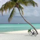 Fahrrad unter Palmen 