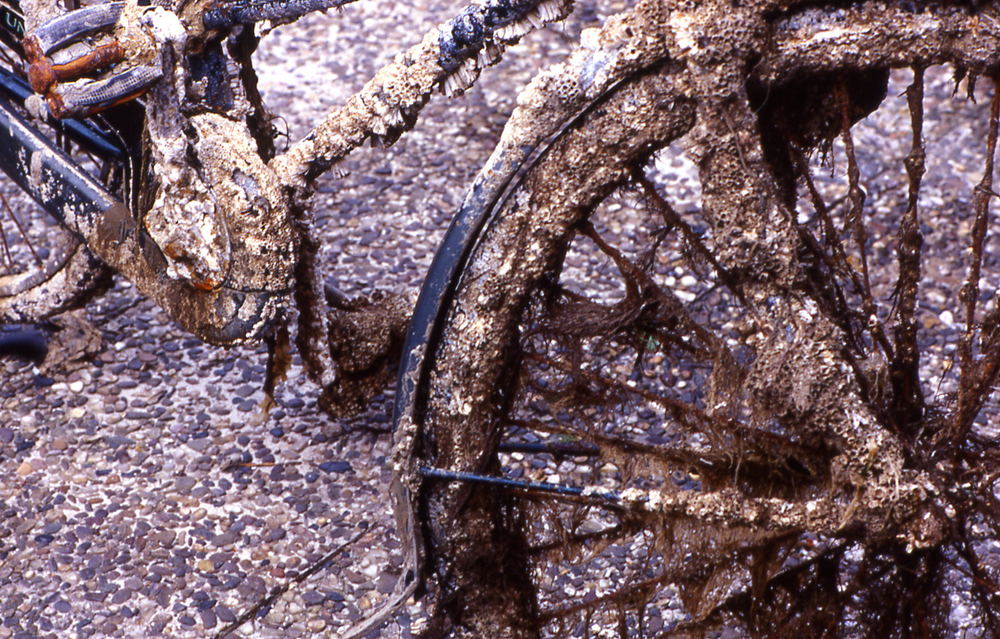 Fahrrad voller Muscheln