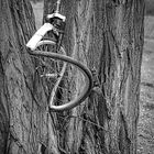 Fahrradbaum...
