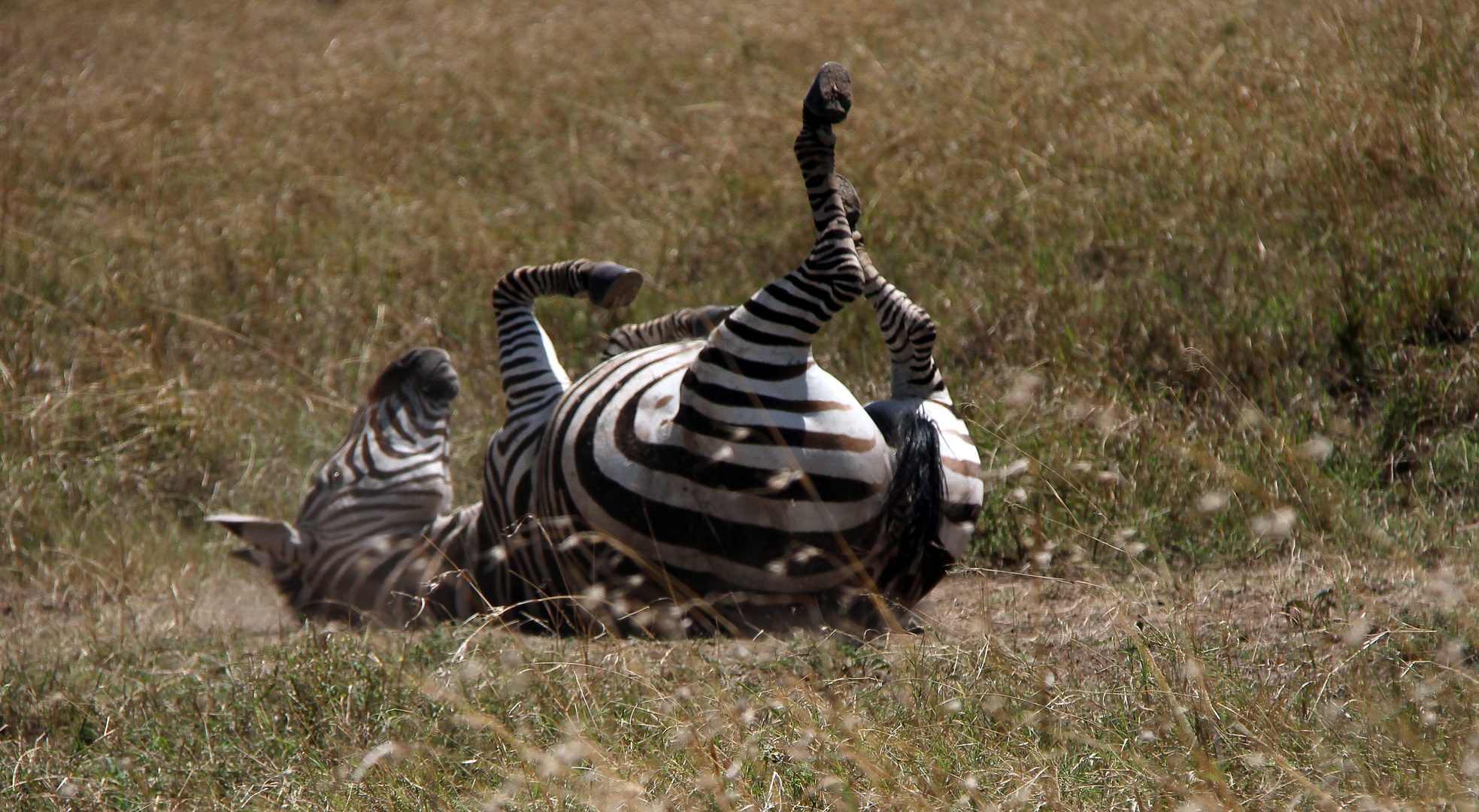 fahrradfahrendes Zebra beim Aufwärmtraining  in Masai Mara