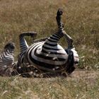 fahrradfahrendes Zebra beim Aufwärmtraining  in Masai Mara