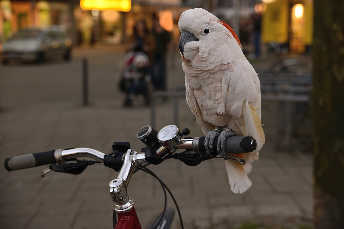 Fahrradfahrer haben Vorfahrt