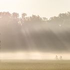 Fahrradfahrer im Morgennebel