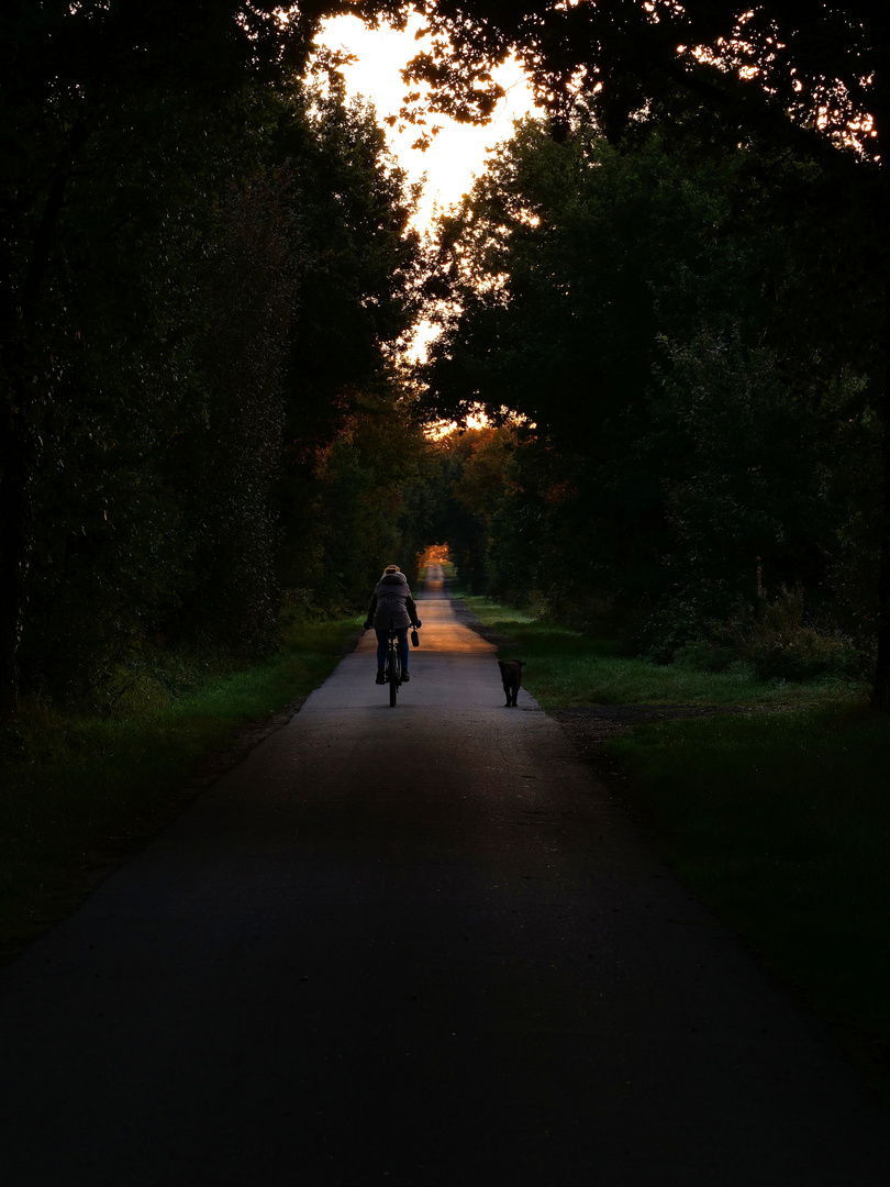 Fahrradfahrerin mit Hund