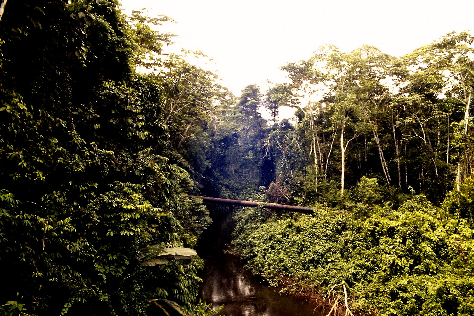 Fahrradreise durch Ecuador: Endlich mal Dschungel