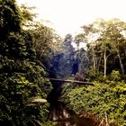 Fahrradreise durch Ecuador: Endlich mal Dschungel