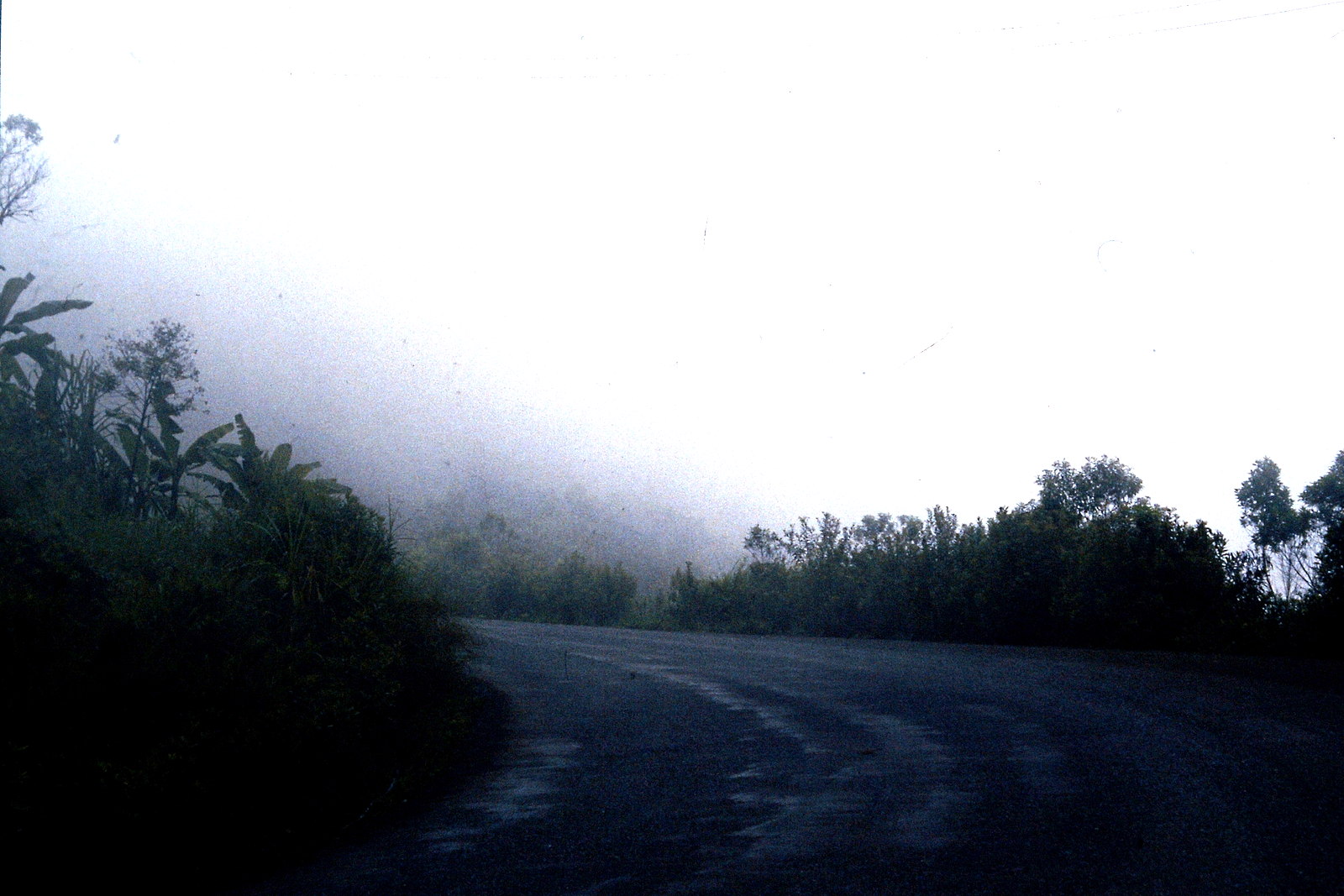 Fahrradreise durch Ecuador: Nebelwald