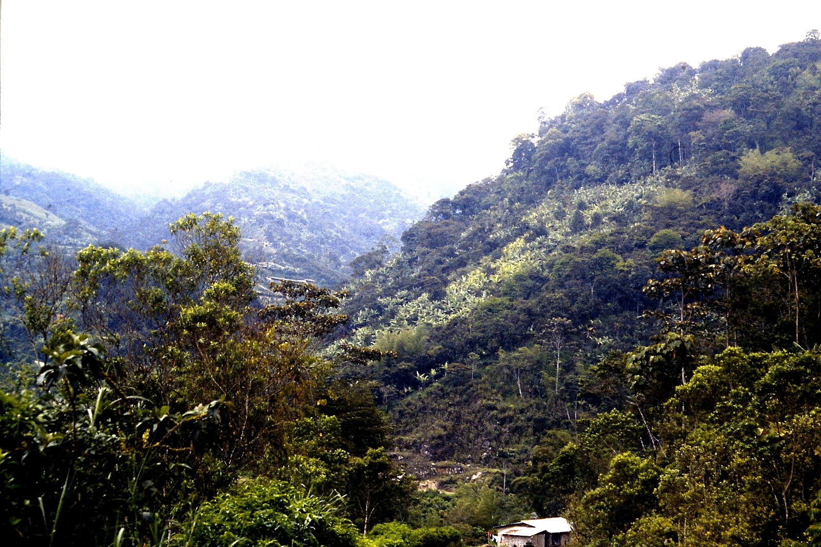 Fahrradreise durch Ecuador: Unter dem Nebelwald